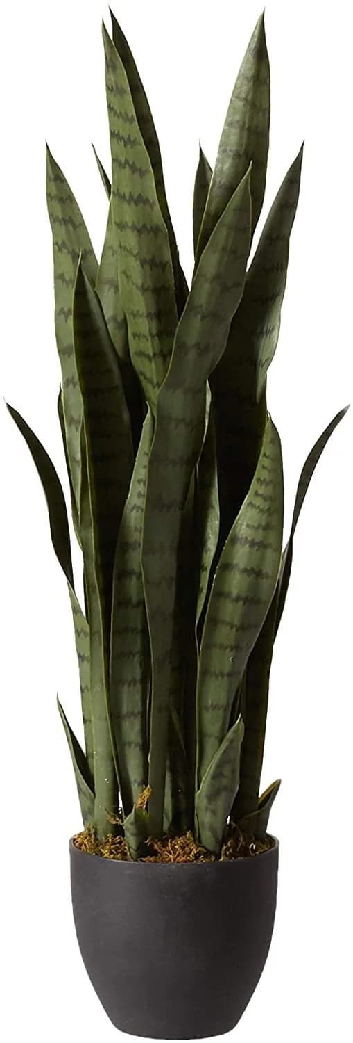 Snake Plant